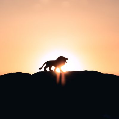 videos motivacionales ventas leones